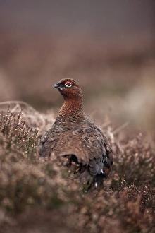 Grouse Prints: Red Grouse (Lagopus lagopus scoticus) adult male
