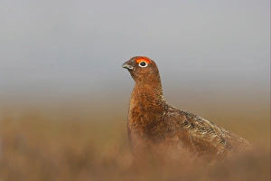 Red Grouse (Lagopus lagopus scoticus) adult male, standing on moorland, Yorkshire Dales N. P. Yorkshire, England