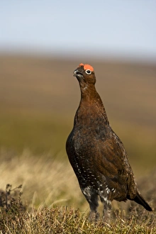 Red Grouse (Lagopus lagopus scoticus) adult male, standing on moorland, Yorkshire, England, march