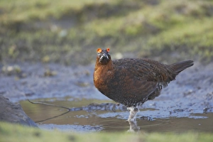 Red Grouse (Lagopus lagopus scoticus) adult male, drinking at pool, Yorkshire Dales N. P. Yorkshire, England