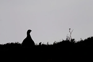 Red Grouse (Lagopus lagopus scoticus) adult male, silhouette on heather moorland, North Yorkshire, England, april