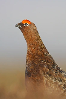 Red Grouse (Lagopus lagopus scoticus) adult male, standing on moorland, Yorkshire Dales N. P. Yorkshire, England