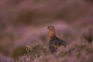 Red Grouse (Lagopus lagopus scoticus) adult male, standing amongst flowering heather on moorland, Peak District, Derbyshire, England, september