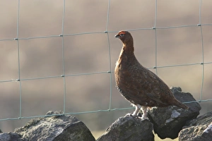 Red Grouse (Lagopus lagopus scoticus) adult male, standing on drystone wall beside wire fence, North Yorkshire, England, april
