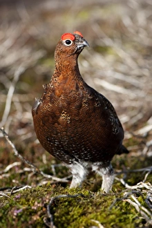 Red Grouse (Lagopus lagopus scoticus) adult male, standing on moorland, Yorkshire Dales, Yorkshire, England, october