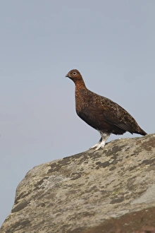 Red Grouse (Lagopus lagopus scoticus) adult male, standing on gritstone rock in moorland, Peak District, Derbyshire, England, september