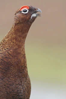 Red Grouse (Lagopus lagopus scoticus) adult male, close-up of head and chest, calling, on heather moorland, Swaledale, Yorkshire Dales N. P. North Yorkshire, England, december