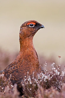 Red Grouse (Lagopus lagopus scoticus) adult male, close-up of head and neck, amongst heather on moorland, North Yorkshire, England, april