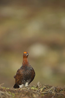 Red Grouse (Lagopus lagopus scoticus) adult male, standing on moorland, Yorkshire Dales N. P. Yorkshire, England