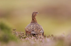 Red Grouse (Lagopus lagopus scoticus) adult male, standing amongst flowering heather on moorland, Yorkshire Dales N. P. Yorkshire, England, august