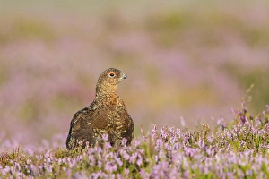 Red Grouse (Lagopus lagopus scoticus) adult male, standing amongst flowering heather on moorland, Yorkshire, England