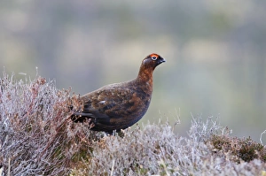 Red Grouse (Lagopus lagopus scoticus) adult male, standing amongst heather on hillside, near Lecht, Cairngorms N. P