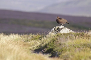 Red Grouse (Lagopus lagopus scoticus) adult male, standing on rock amongst heather and grasses, Swaledale