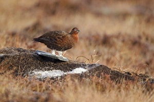 Red Grouse (Lagopus lagopus scoticus) adult male, standing on ground beside food with medicine left for grouse