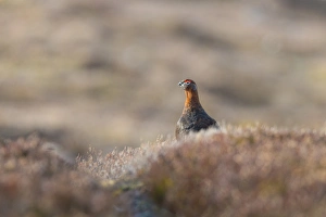 Red Grouse (Lagopus lagopus scoticus) adult male, standing in heather on moorland, Grampian Mountains, Highlands