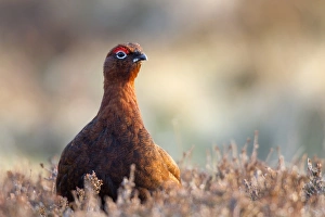 Red Grouse (Lagopus lagopus scoticus) adult male, standing amongst heather on moorland, Lammermuir Hills