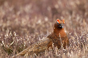 Red Grouse (Lagopus lagopus scoticus) adult male, feeding in heather on moorland, Lammermuir Hills, Scottish Borders