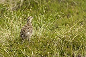 Gamebird Prints: Red Grouse (Lagopus lagopus scoticus) chick