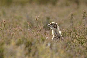 Red Grouse (Lagopus lagopus scoticus) chick, standing amongst heather on moorland, Swaledale, Yorkshire Dales N. P. North Yorkshire, England, june