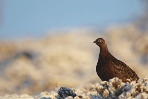 Cairn Gorm Prints: Red Grouse (Lagopus lagopus scoticus) immature