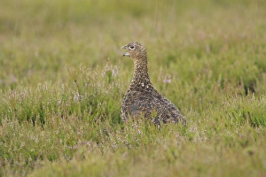 Red Grouse (Lagopus lagopus scoticus) immature, calling in heavy rain shower, amongst heather on moorland, Yorkshire Dales N. P. Yorkshire, England, july