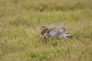 Red Grouse (Lagopus lagopus scoticus) immature, ruffling feathers in rain, amongst heather on moorland, Yorkshire Dales N. P. Yorkshire, England, july