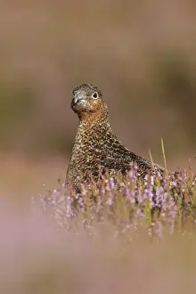 Red Grouse (Lagopus lagopus scoticus) immature male, sitting amongst flowering heather on moorland, North Yorkshire