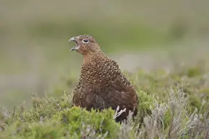 Red Grouse (Lagopus lagopus scoticus) immature male, with beak open, standing in heather on moorland, Swaledale