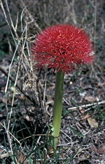 Lily Prints: Red Haemanthus Blood Lily Haemanthus sanguineus