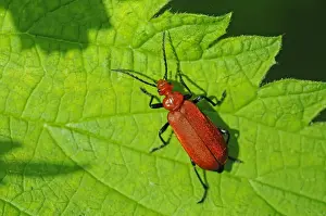 Oxfordshire Prints: Red-headed Cardinal Beetle (Pyrochroa serraticornis) adult