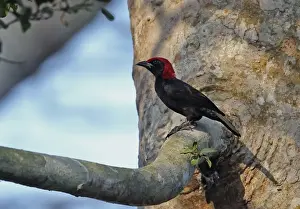 Rainforest Prints: Red-headed Malimbe (Malimbus rubricollis) adult male