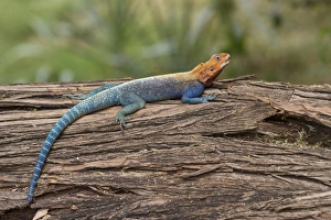 Red-headed Rock Agama (Agama agama) adult male, resting on log, Samburu National Reserve, Kenya, August
