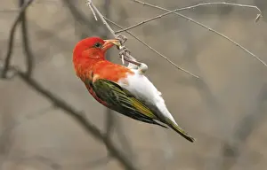 Gather Prints: Red-headed Weaver (Anaplectes rubriceps) adult male