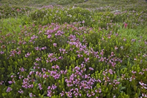 Ericaceae Prints: Red Heather (Phyllodoce empetriformis) flowering