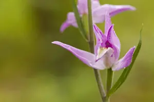 Plateau Prints: Red Helleborine (Cephalanthera rubra) close-up of flower