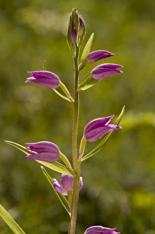 Slovenia Prints: Red Helleborine (Cephalanthera rubra) flowering, Slovenia, june