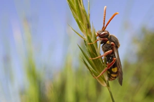 Bees Prints: Red-horned Nomad Bee (Nomada ruficornis) adult