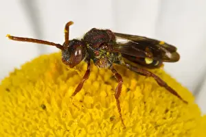 Daisy Prints: Red-horned Nomad Bee (Nomada ruficornis) adult female