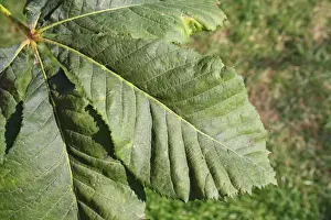 Hybrid Prints: Red Horse Chestnut (Aesculus x carnea) close-up of leaf