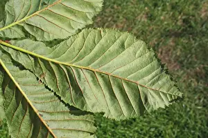 Red Horse Chestnut (Aesculus x carnea) close-up of leaf underside, in garden, Suffolk, England, August