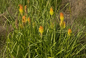 South Africa Prints: Red Hot Poker (Kniphofia ritualis) flowering, South Africa, December