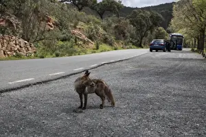 Park Prints: Red (Iberian) Fox, vixen, by park road in Monfrague National Park, Extremadura Spain