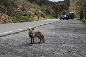 Red (Iberian) Fox, vixen, by park road in Monfrague National Park, Extremadura Spain