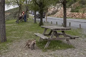 Park Prints: Red (Iberian) Fox, vixen, in picnic area Monfrague National Park, Extremadura Spain