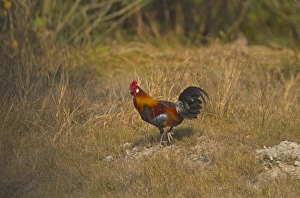 West Bengal Prints: Red Junglefowl (Gallus gallus murghi) adult male