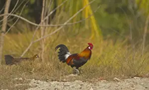 West Bengal Prints: Red Junglefowl (Gallus gallus murghi) adult male and female