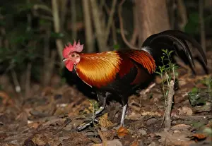 Cock Prints: Red Junglefowl (Gallus gallus spadiceus) adult male