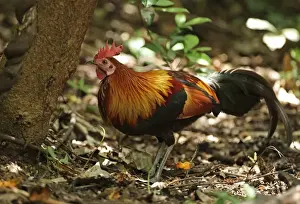 Red Junglefowl (Gallus gallus spadiceus) adult male, standing on forest floor, near Kaeng Krachan, Thailand, May