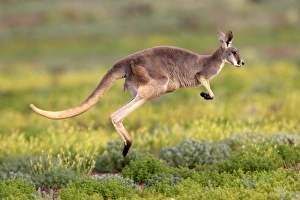 Australia Prints: Red Kangaroo (Macropus rufus) adult