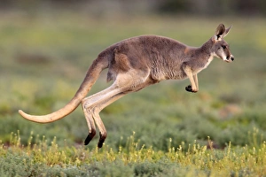 Red Kangaroo (Macropus rufus) adult, jumping over low vegetation, Sturt N. P. New South Wales, Australia